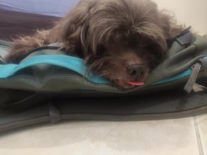 Sleeping with tongue out